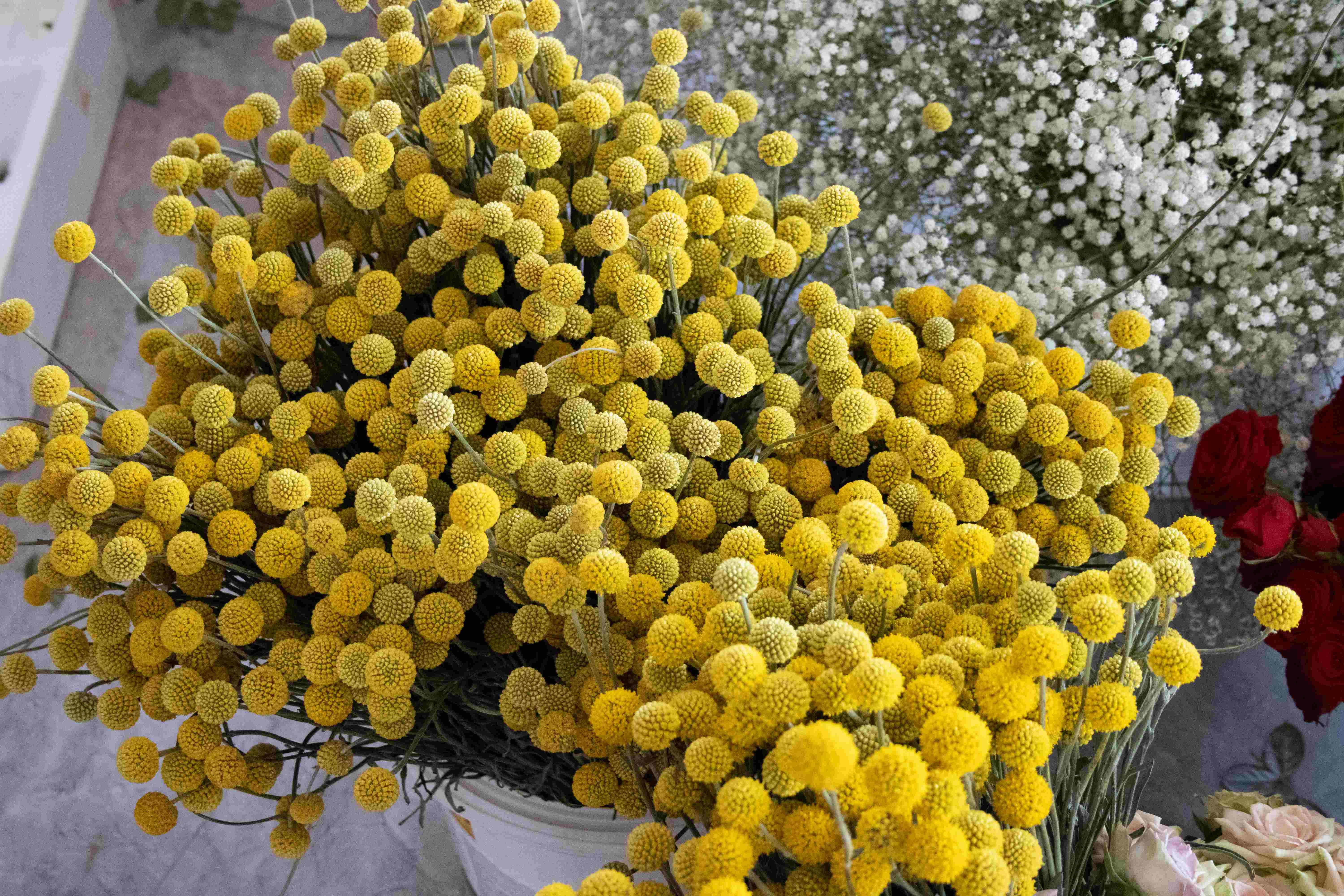 Mixed of blooms