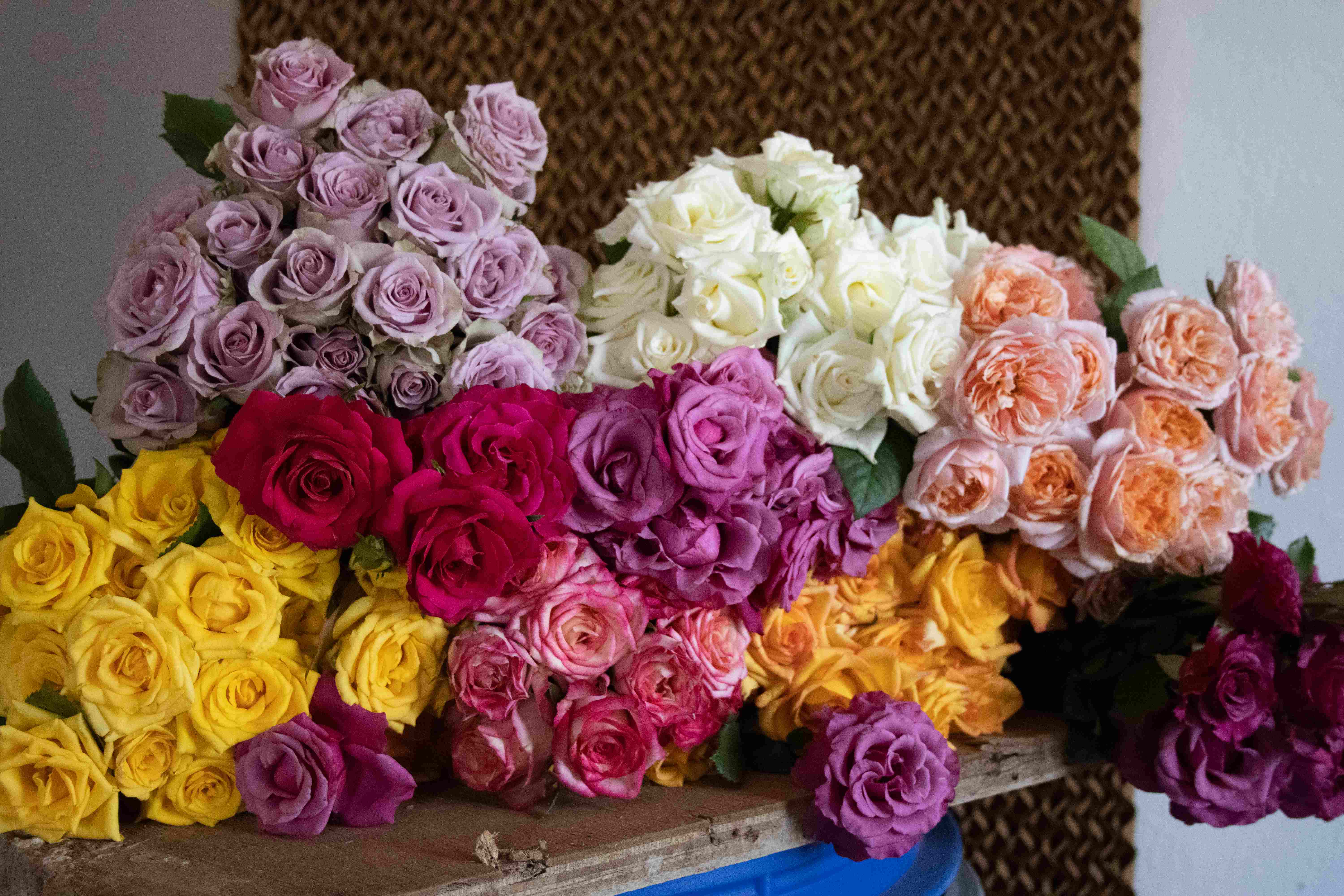 Mixed of blooms