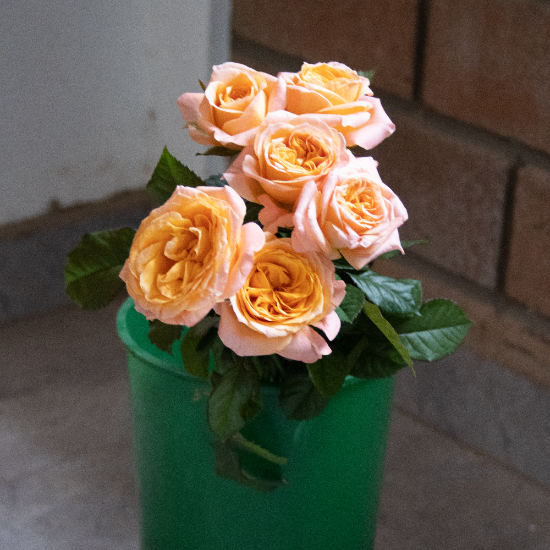 Imagine Flower