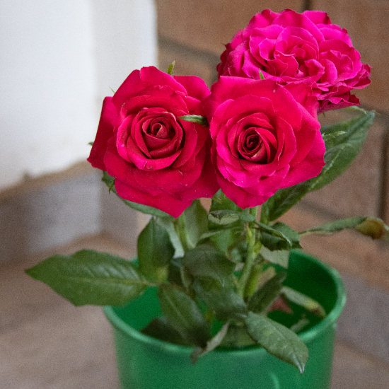 Serwah Flower