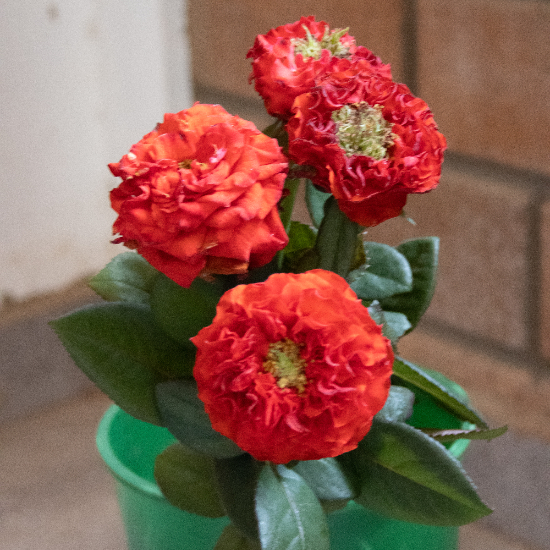 Red Eye Flower