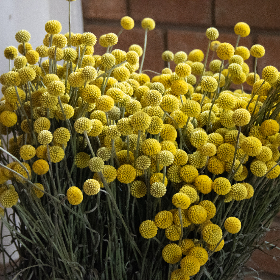 Craspedia Flower