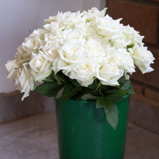 Georgina Flower
